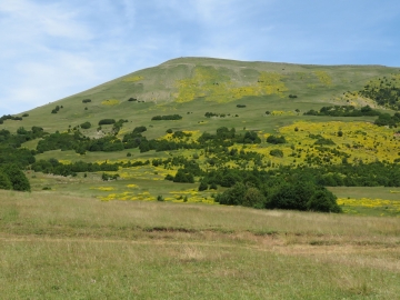 54