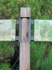 26