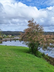 26