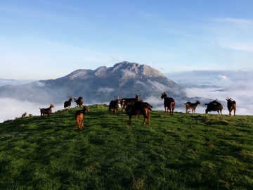 2015-11-14 09.21.30-Las cabras de Udalaitz