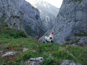 4.- IMG_20171012_184449_El gallo de Bulnes