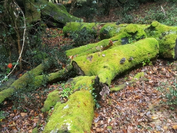 50.- 20171105_115513 SAJA-BESAYA-NATURALEZA MUERTA