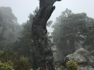 9.- IMG-20181014-WA0102 Capricho de la naturaleza