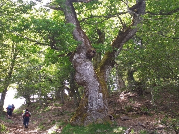 29.-El gigante del bosque