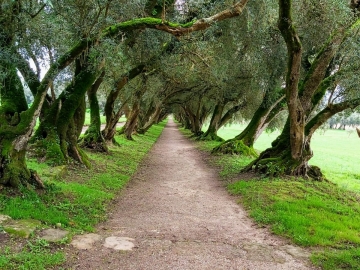 32.-Pazo de Rivadulla PASEO ENTRE OLIVARES