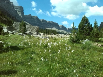 40.-Hierba algodonera - Eriophorum angustifolium (P.N. Ordesa)