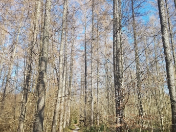 62.-Bosque en Estella