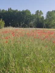INAKI-LAZARO-CONDE-Campo-de-tulipanes