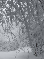 JESSICA-URIEL-BARRIOS-La-nieve-entre-los-arboles