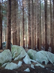 SORKUNDE-ETXEBARRIA-ARZUAGA-Calma-en-el-bosque