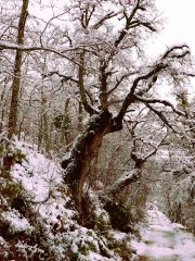 VIRGINIA-PARIS-CRESPO-Bosque-animado