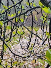 ALAZNE-LLONA-GONZALEZ-Naturaleza-en-armonia