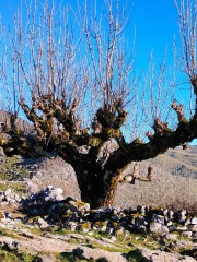 IZASKUN-MENENDEZ-INTXAURBE-Arbol-solitario