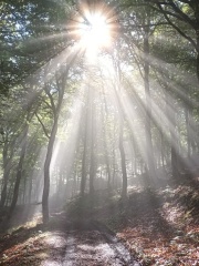 IZASKUN-MENENDEZ-INTXAURBE-Rayos-de-Sol-en-el-bosque