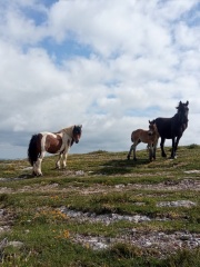 SORKUNDE-ETXEBARRIA-ARZUAGA-Los-caballos-del-cielo