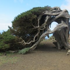 22.-SABINA-EN-EL-HIERRO-scaled