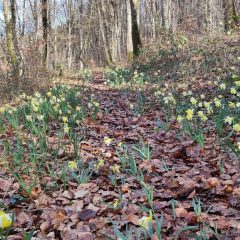 25.-Liron-o-Narciso-de-los-prados-scaled