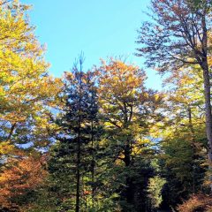 40.-Los-colores-del-otono-scaled