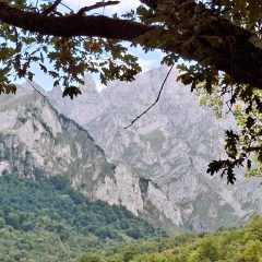 48.-ROBLE-Y-ROCA-PICOS-scaled