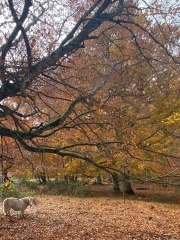 31.-Otoño