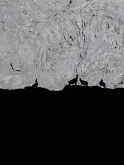 32.-1º PREMIO Negro-Picos de Europa Rebecos