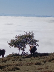 33.-Pastando por encima de las nubes IMG20211014111043