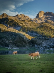 48.-Verde-Picos de Europa Lago Ercina