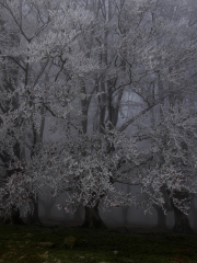 57.-ARBOLES HELADOS