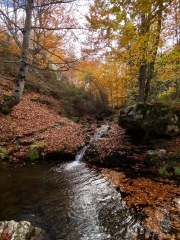 62.-Bosque