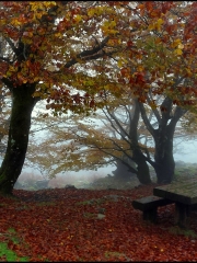 7.-Hayedo en otoño