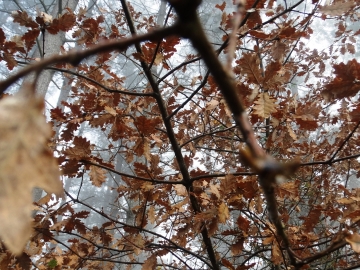 2ª Ultimas hojas de Otoño, Turroi Eguna 2016 - DSC04435
