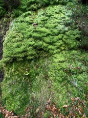 31.-MUSGO-Proaza-IMG_2513