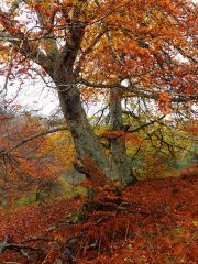 57.-Otono-Rojo-Vallegrull-20-11-2022